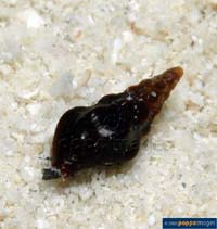 Image of Clavus fusconitens 
