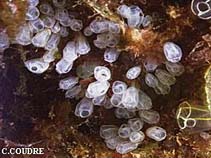 Image of Clavelina nana (Pin head squirt)