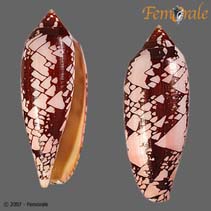 Image of Conus aulicus (Princely cone)