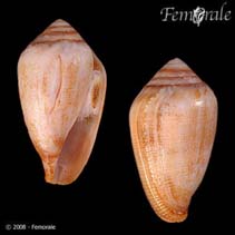 Image of Californiconus californicus (California cone)