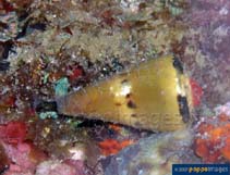 Image of Conus capitaneus (Captain cone)