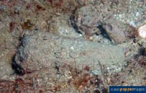 Image of Conus consors (Singed cone)