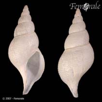 Image of Colus islandicus (Iceland whelk)