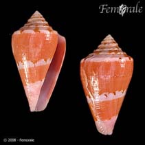 Image of Conus lischkeanus (Lischke\