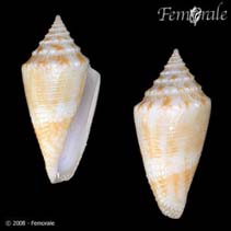 Image of Conasprella mindana (Bermuda cone)