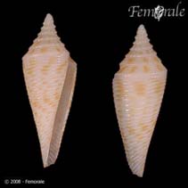 Image of Conasprella rainesae 
