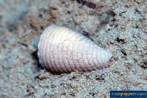 Image of Conus sulcatus (Sulcate cone)
