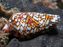 Image of Conus textile (Textile cone)