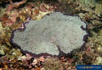 Image of Cryptodendrum adhaesivum (Adhesive anemone)