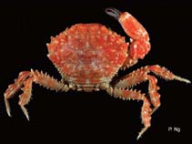 Image of Crosnierius carinatus 