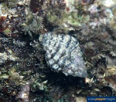 Image of Cronia margariticola 