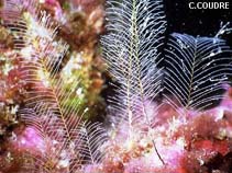 Image of Cryptolaria pectinata 