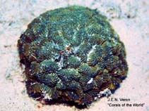 Image of Ctenella chagius 