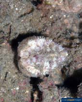 Image of Ctenocardia fornicata 