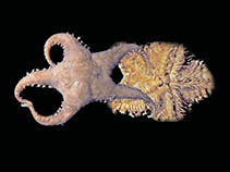 Image of Cuenotaster involutus 