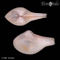 Image of Cuspidaria obesa (Obese dipperclam)