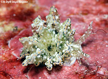 Image of Cyerce bourbonica 