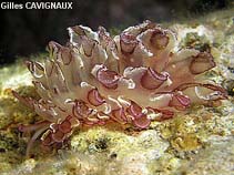 Image of Cyerce cristallina (Harlequin glass-slug)