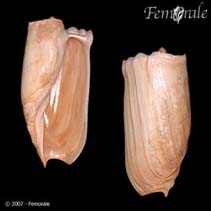 Image of Cymbium cymbium (Pig\