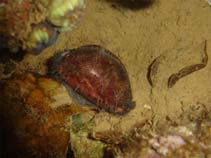 Image of Cypraea eglantina (Eglantine cowrie)