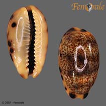 Image of Melicerona felina (Cat cowrie)