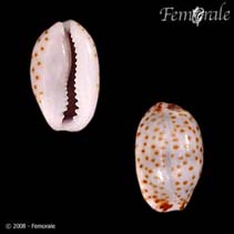 Image of Cypraea irrorata 