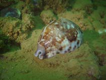 Image of Cypraea mappa (Map cowrie)