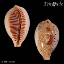 Image of Cypraea pulchella (Beautiful cowrie)