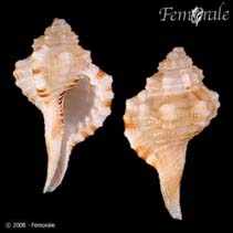 Image of Cymatium rehderi 