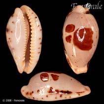 Image of Cypraea saulae (Saul\