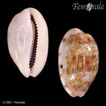 Image of Talostolida teres (Teres cowrie)