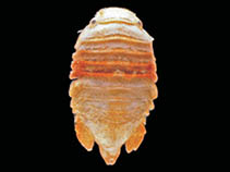 Image of Cymodocella tubicauda 