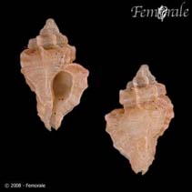 Image of Dermomurex abyssicolus 