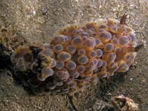 Image of Dendrodoris gunnamatta (Gunnamatta Dendrodoris)