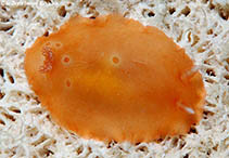Image of Dendrodoris guttata (Spotted Dendrodoris)