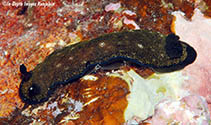 Image of Dendrodoris nigra (Black Dendrodoris)