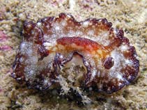 Image of Discodoris boholiensis (Bohol nudibranch)