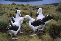 Image of Diomedea epomophora (Southern royal albatross)