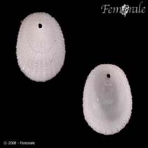 Image of Diodora galeata 