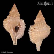 Image of Distorsio reticularis (Reticulate Distorsio)