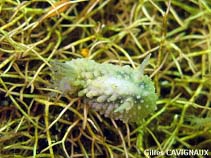 Image of Doris verrucosa (Sponge slug)