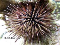 Image of Echinometra mathaei (Rock-boring urchin)