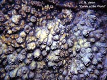 Image of Echinophyllia orpheensis 