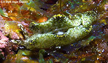 Image of Elysia nigropunctata 