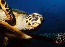 Image of Eretmochelys imbricata (Hawksbill turtle)