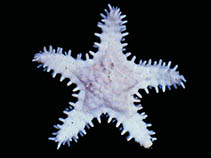 Image of Eratosaster jenae 