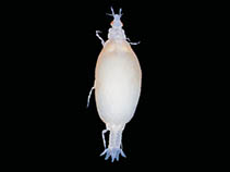 Image of Euneognathia gigas 