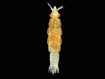 Image of Euneognathia gigas 