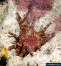 Image of Eucidaris metularia (Ten-lined urchin)