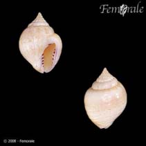Image of Euplica turturina (Turtle dove shell)